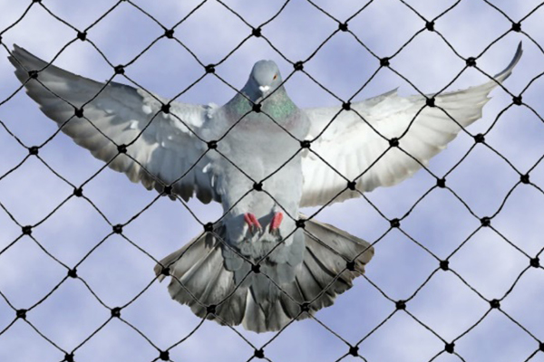 Bird Control_Bird netting_new