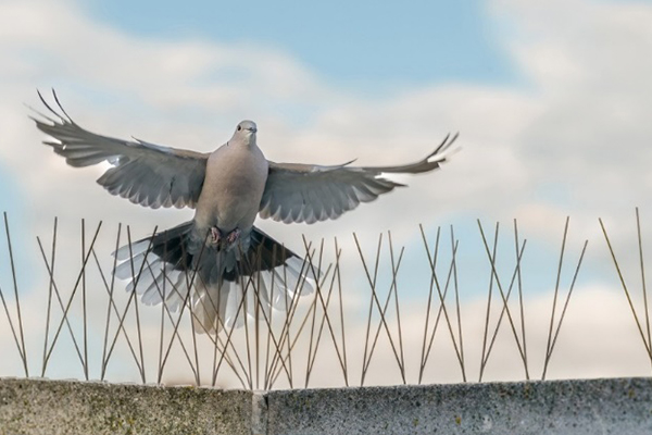 Bird Control_Bird spikes_new