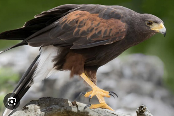 Bird Control_Falconry services_new