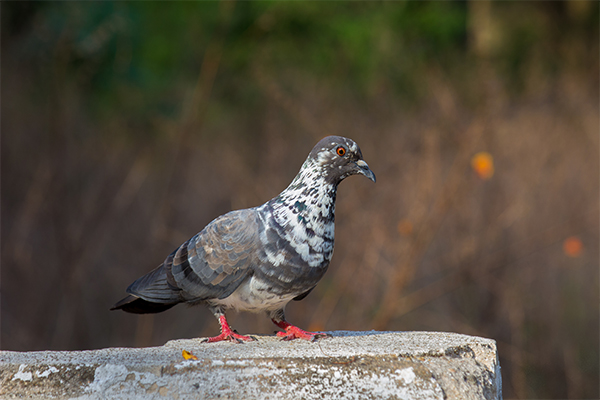 Bird Control_Pigeon control