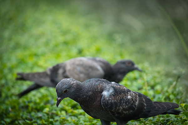 Bird Control_Pigeon guano cleaning_removal