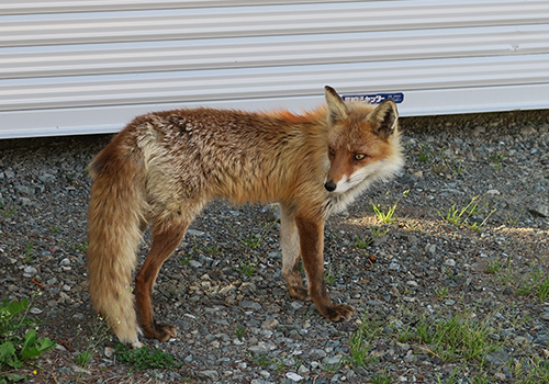 Fox-control