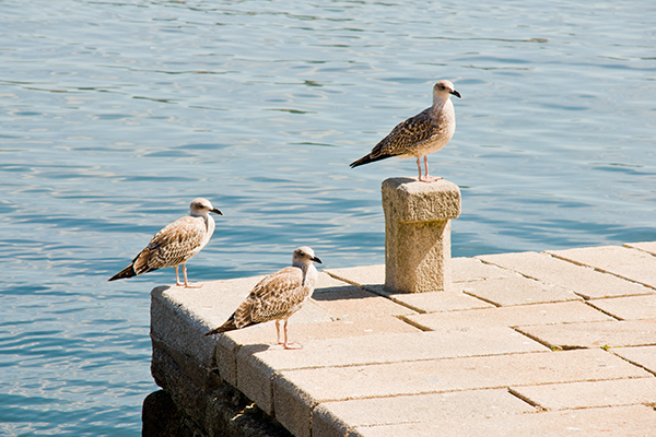 Seagull control