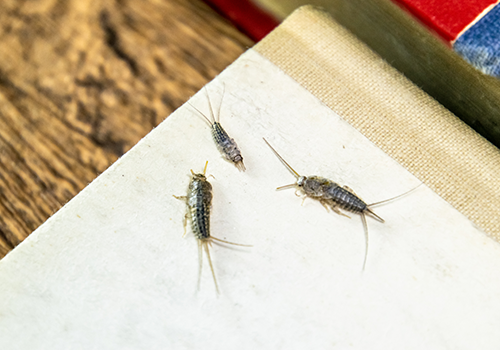 Silverfish-control