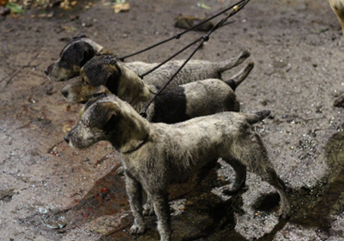 pest-control_Canine pest control