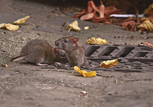 pest control_Rat Control