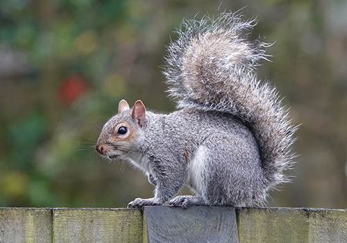 pest-control_Squirrel Control