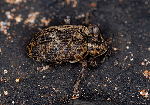 pest-control_Woodworm