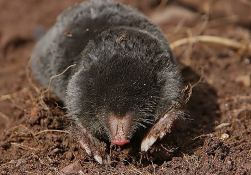 pest_control_Moles_new