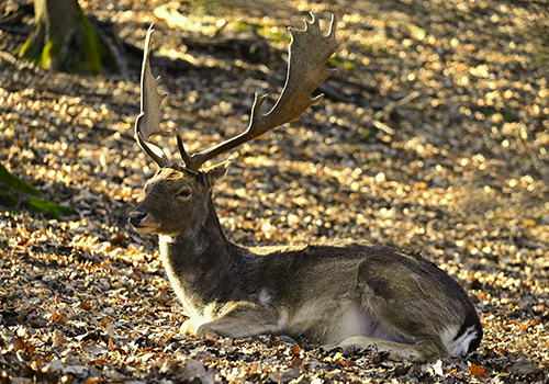 pest_control_deer Management_new
