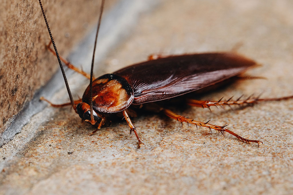pestcontrol_Cockroach-control