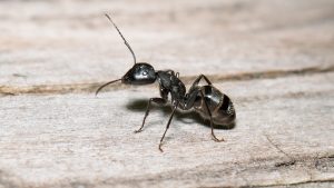 ant on wood