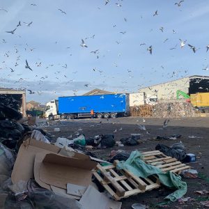 Commercial Pest Control A lot of rubbish in a lorry warehouse park, such as cardboard, wooden palettes surrounded by a flurry of seagulls.