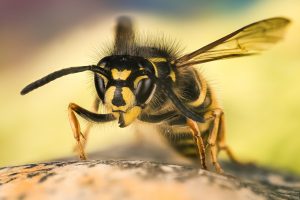 Common Wasp, Wasp, Vespula vulgaris