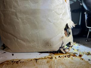 Damage by mice