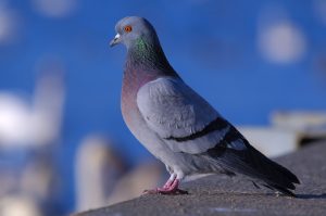 rock pigeon staring at river with white swans in background
