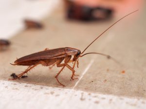 A cockroach stuck to sticky paper. Home of the harmful insect.