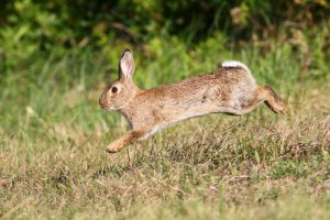 Wild rabbit jumping