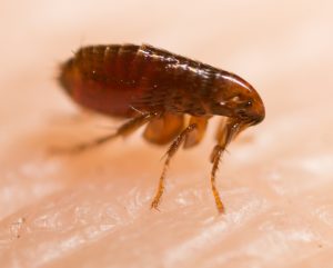 A flea