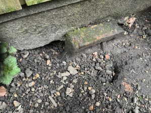 rat control