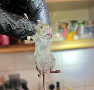 Mouse Control Bromley copy A live mouse being held by a pest controller with a gloved hand, in a messy kitchen. The mouse is stretching its arms in protest.