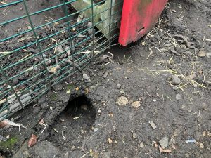 Rat Hole rat hole in the mud from rat ingress