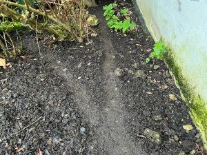 rat drag marks drag marks from a rat dragging its tail along the ground