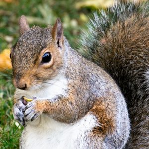 Grey Squirrel Pest Control Bromley