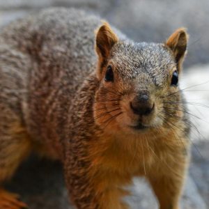 Grey Squirrel Removal Bromley