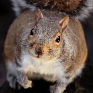 Squirrel Pest Control Bromley a grey squirrel staring directly at the camera, with its large body and busy tail in the background