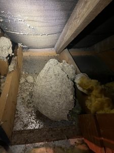 Wasp Nest Removal Bromley