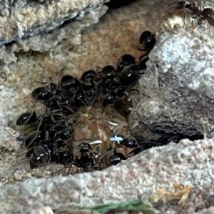 Ants inside a rock