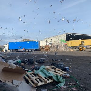 Commercial Pest Control South London A commercial worksite with a large blue lorry, lots of pallets and seagulls flying around in the sky.