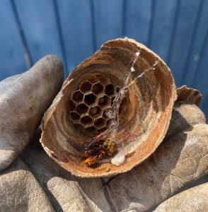 Wasp Nests Bromley