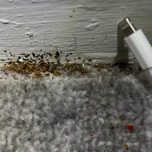Bed bugs up against a skirting board with a grey carpet and with a charger cable leaning against the skirting board.