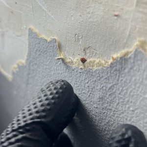 Bed bug hiding behind torn wallpaper, with a black gloved hand pointing to it