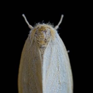 Moth Control South East London
