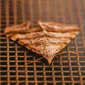 Moth Pest Control Bromley (1) Brown moth on a wire grill