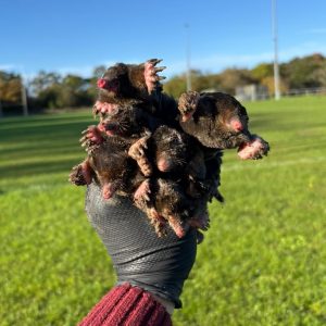 Mole Control Bromley