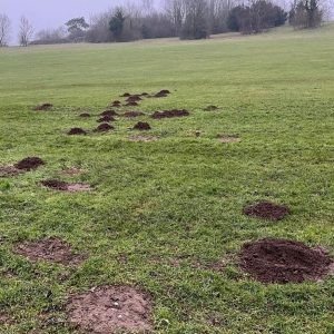 mole control bromley