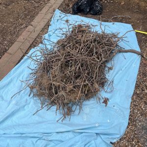 A bird nest on the ground
