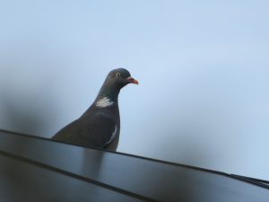 Pigeon Proofing Solar Panels South East London