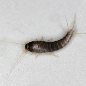 Silverfish on a grey background