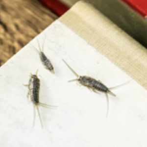 Silverfish