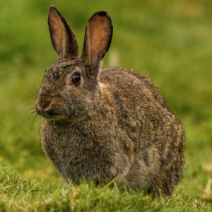 Close up of wild rabbit on grass