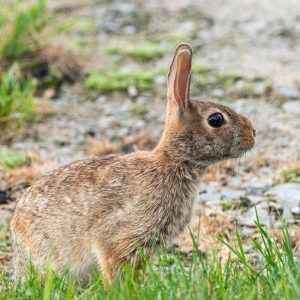 Wild rabbit on grass